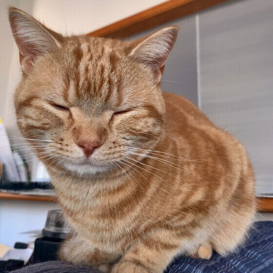 アメリカンショートヘアのミカエルちゃん♪