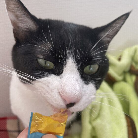 Mix（黒×白）のみるくくん♪