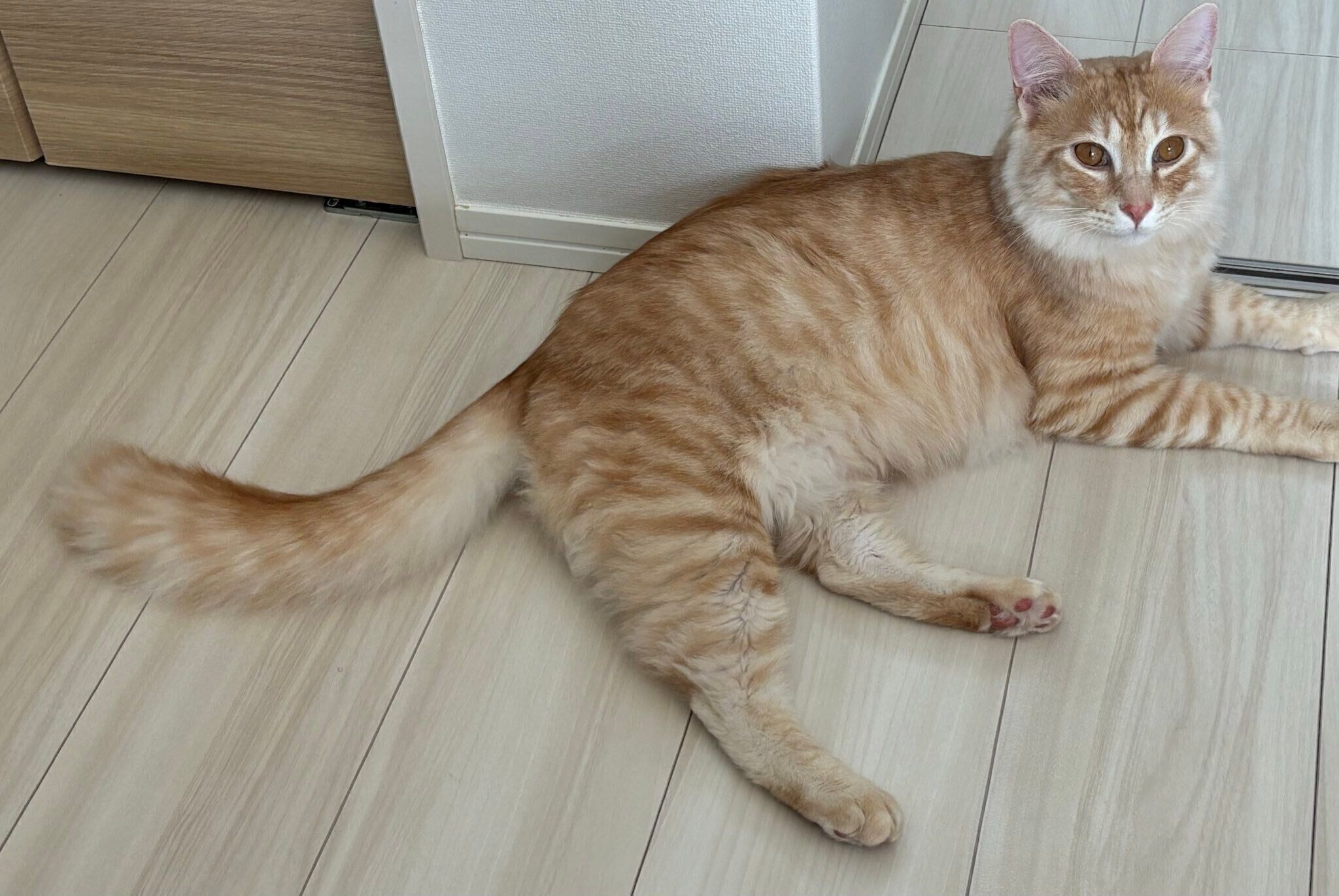 床の上に寝転がるつなくん