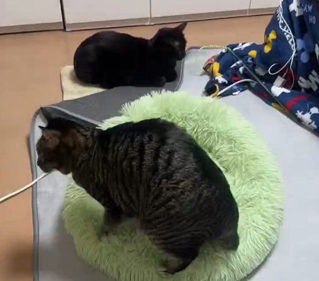 方向転換した猫とカーペットの下から現れた猫