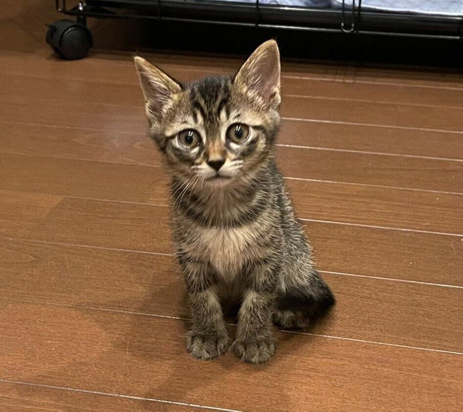 生後2カ月のころに撮影した真良（マヨ）くん