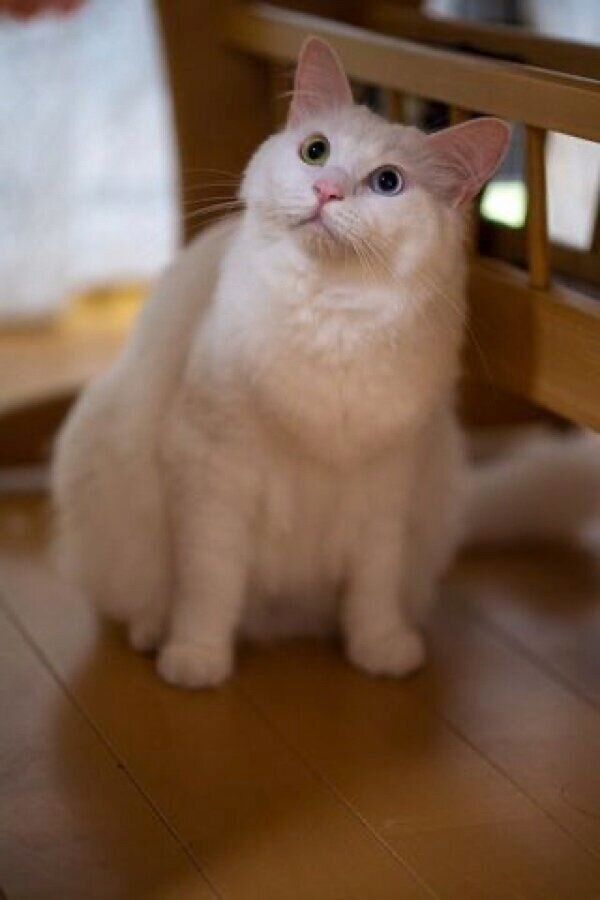 オッドアイがキレイなぺちゃくん