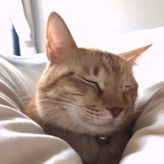 日光浴中の猫（MIX）