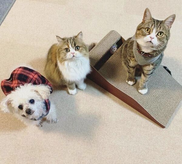 見つめるちびたんくんと、同居家族たち