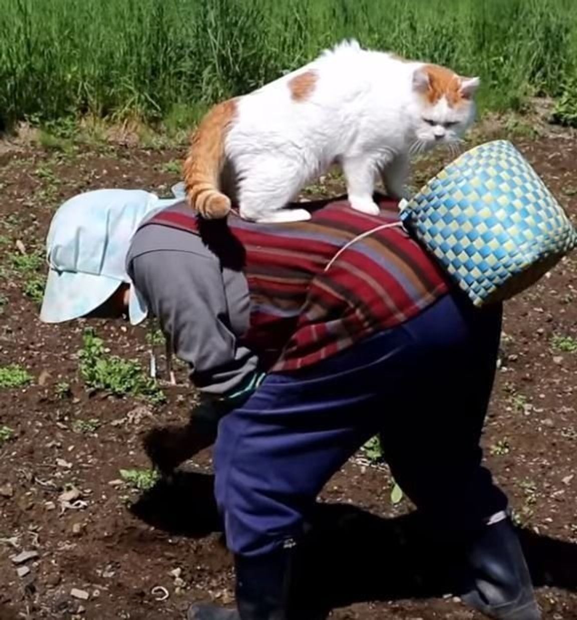 番犬ならぬ番猫 おばあちゃんの背中に乗って草取りの様子を見守る猫 ねこのきもちweb Magazine 番犬ならぬ番猫 おばあちゃんの背中に乗って草取りの様子を見守る猫 ねこのきもちweb Magazine