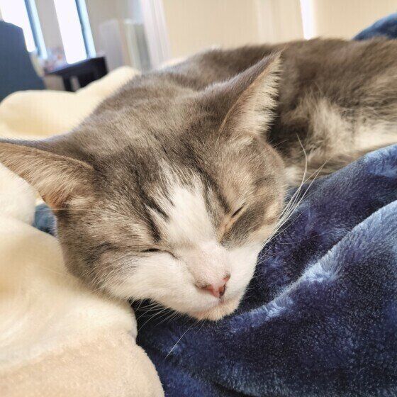 ミヌエットのゆきちくん♪