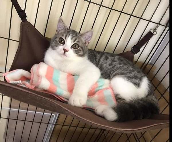 凍らしたペットボトルを抱えるスコティッシュフォールド