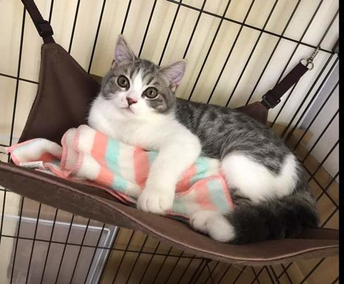 いくつできてる 愛猫が快適なお留守番のコツ すぐ実践できる工夫ポイントをご紹介 ねこのきもちweb Magazine