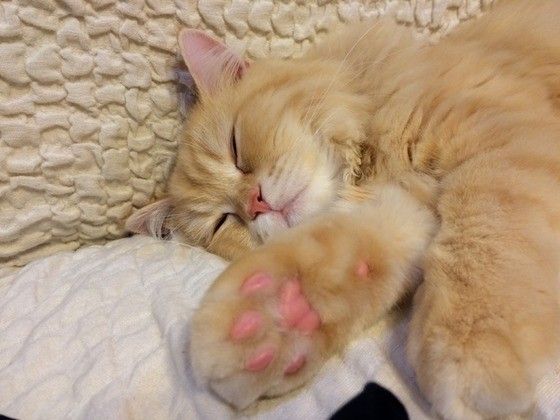 眠るエキゾチックショートヘア