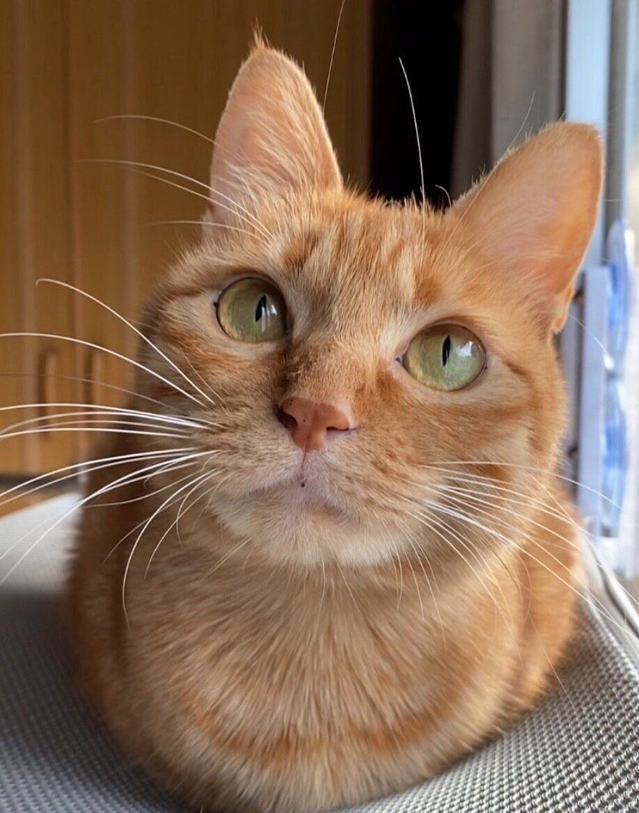 くつろぐつぶちゃん