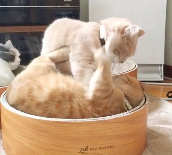 じゃれ合うココちゃんとネネちゃん