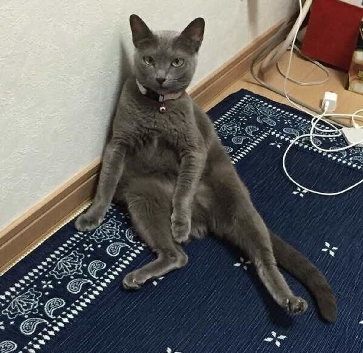 獣医師監修 猫に懐かれない理由とは 懐かれる飼い主になる方法 ねこのきもちweb Magazine 獣医師監修 猫に懐かれない理由とは 懐かれる飼い主になる方法 ねこのきもちweb Magazine