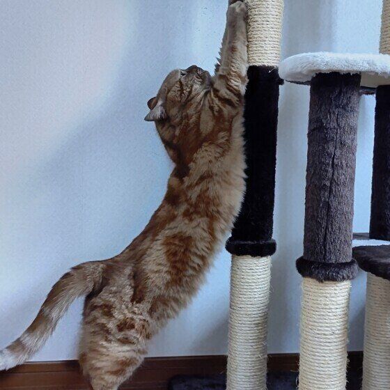 ストレッチするアメリカンショートヘア