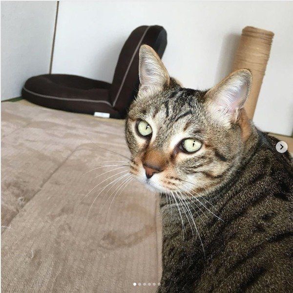 見つめるこんぶくん