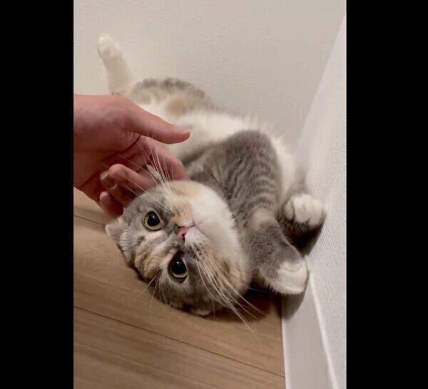 ナデナデをしてもらうほたてちゃん