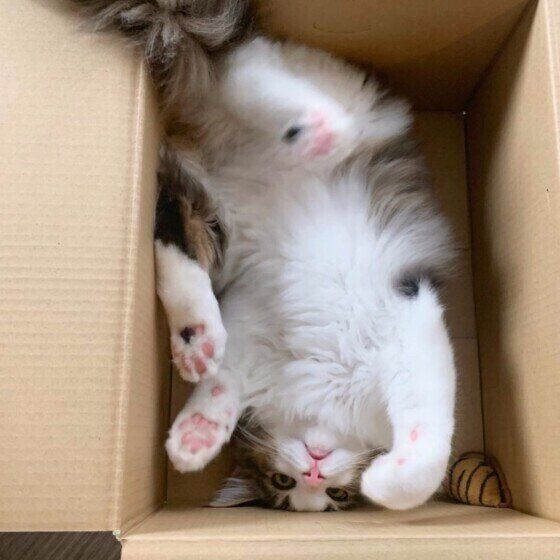 箱に入るノルウェージアンフォレストキャット