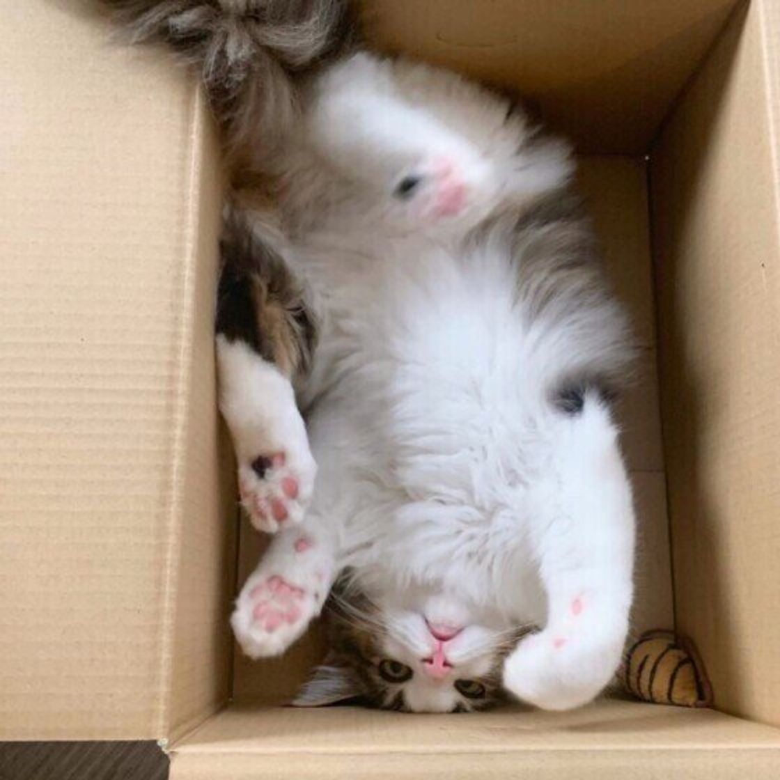 名前を呼んだら しっぽの先だけパタパタ なぜ しっぽの動きでわかる猫の心理を専門家が解説 ねこのきもちweb Magazine 名前を呼んだら しっぽの先だけパタパタ なぜ しっぽの動きでわかる猫の心理を専門家が解説 ねこのきもちweb Magazine