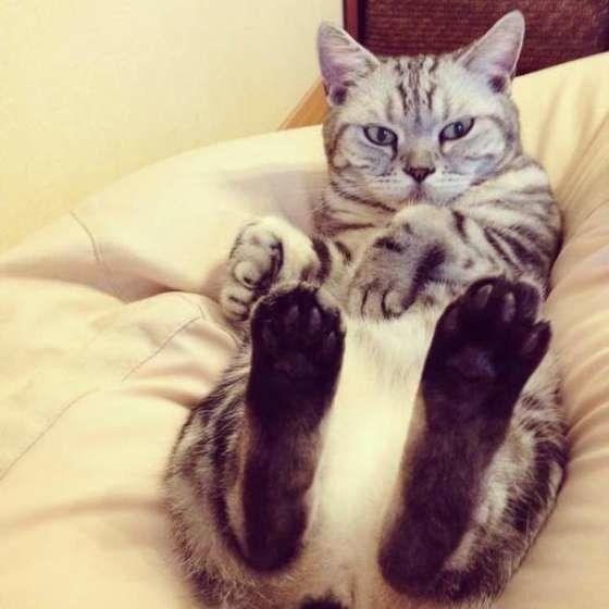 人をダメにするソファでくつろぐアメリカンショートヘア