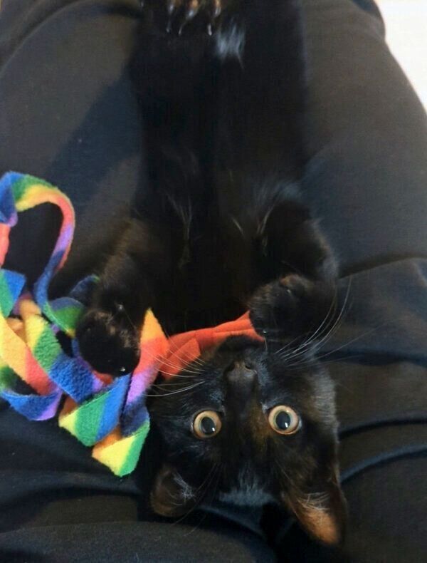 カメラに気づいたシディーちゃん