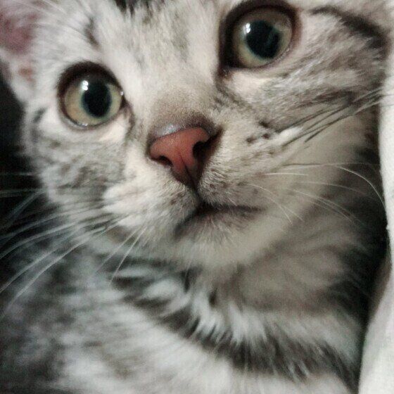 ボストンくん（アメリカンショートヘア）