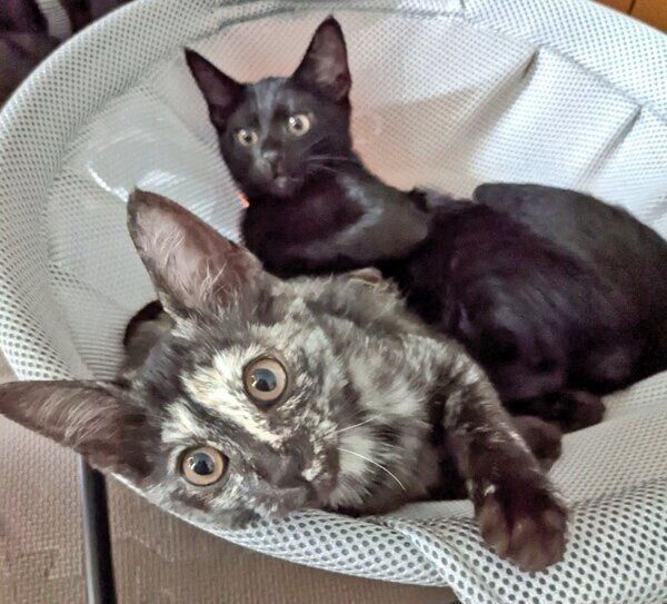 キャットタワーで仲良くごろり