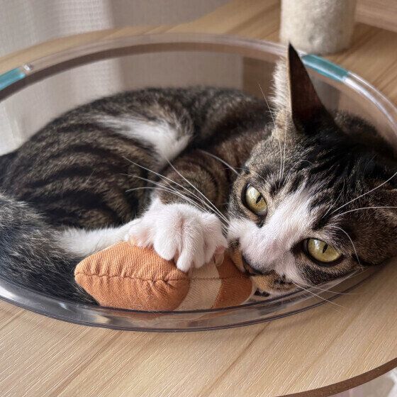 MIXキジトラのエナちゃん