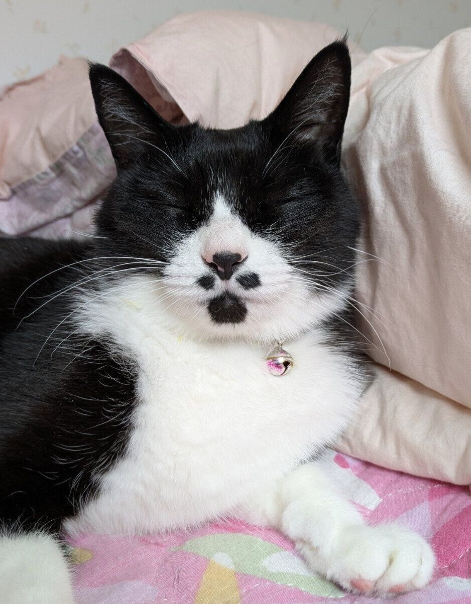 11才になったミトンちゃん