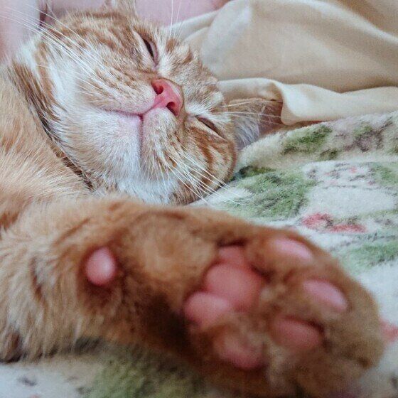 天(テン)くん（マンチカン）