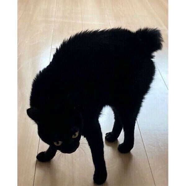 「やんのかステップ」をするあさりちゃん