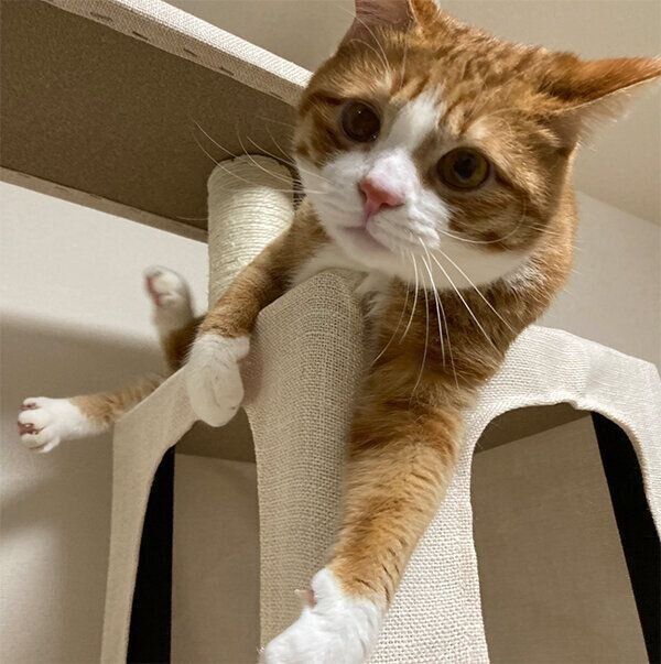 キャットタワーに登るいなりくん