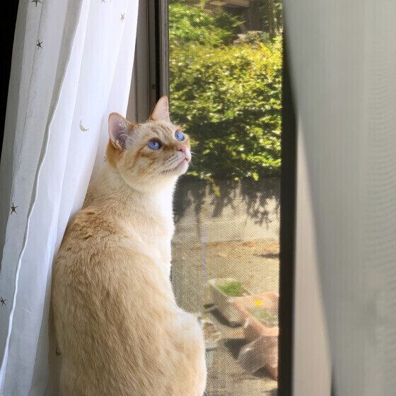 Mix（茶×白）のラテくん♪