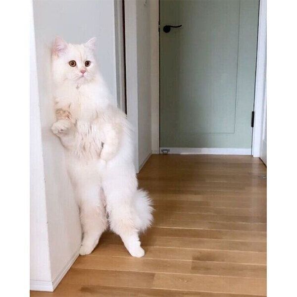 立ちながら警戒するもなかくん