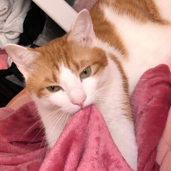 ちゃたろうくん（MIX茶×白）