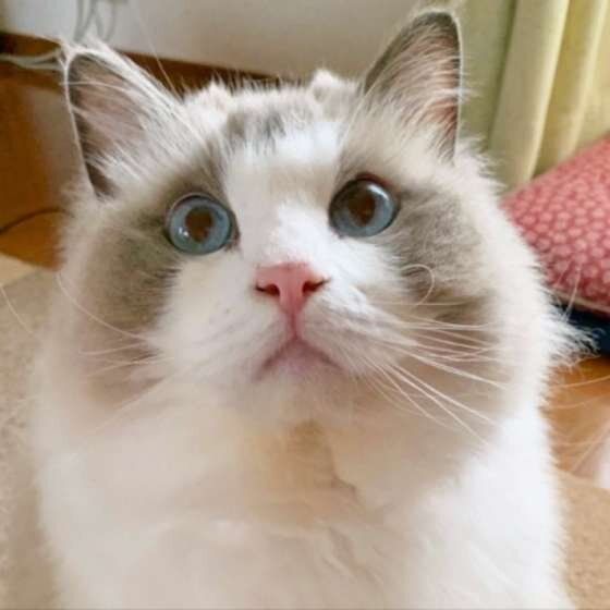 見つめるラグドール