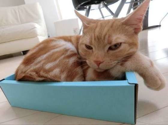 箱に入るアメリカンショートヘア