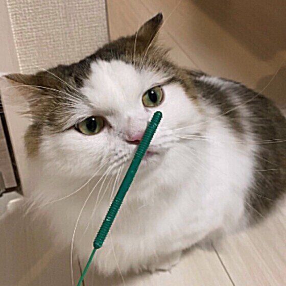 ねこじゃらしの持ち手をくんくんするしゃるるくん