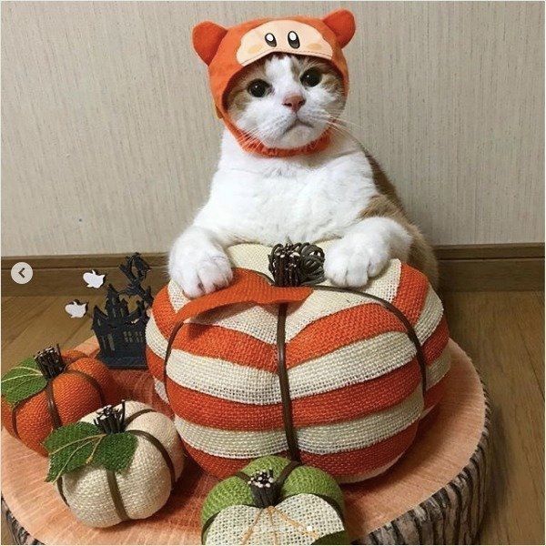 ねこのかぶりもの