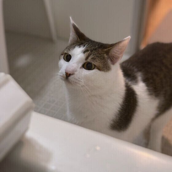 お風呂を覗きにくる五月くん