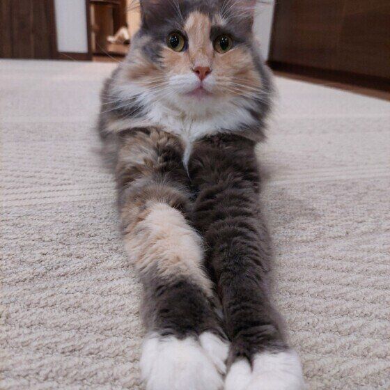 メインクーンのおこめちゃん