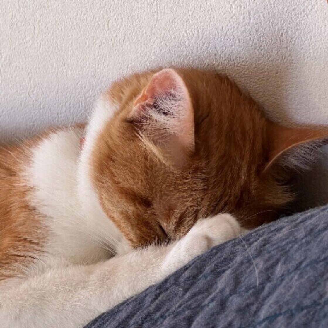 猫 くっつい て 寝る