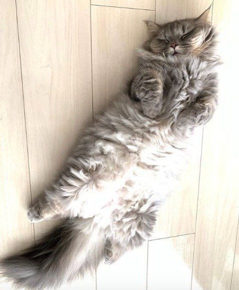 へそ天しているもふもふのミヌエット