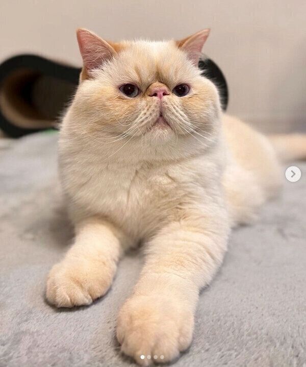 まったりするミツロウくん