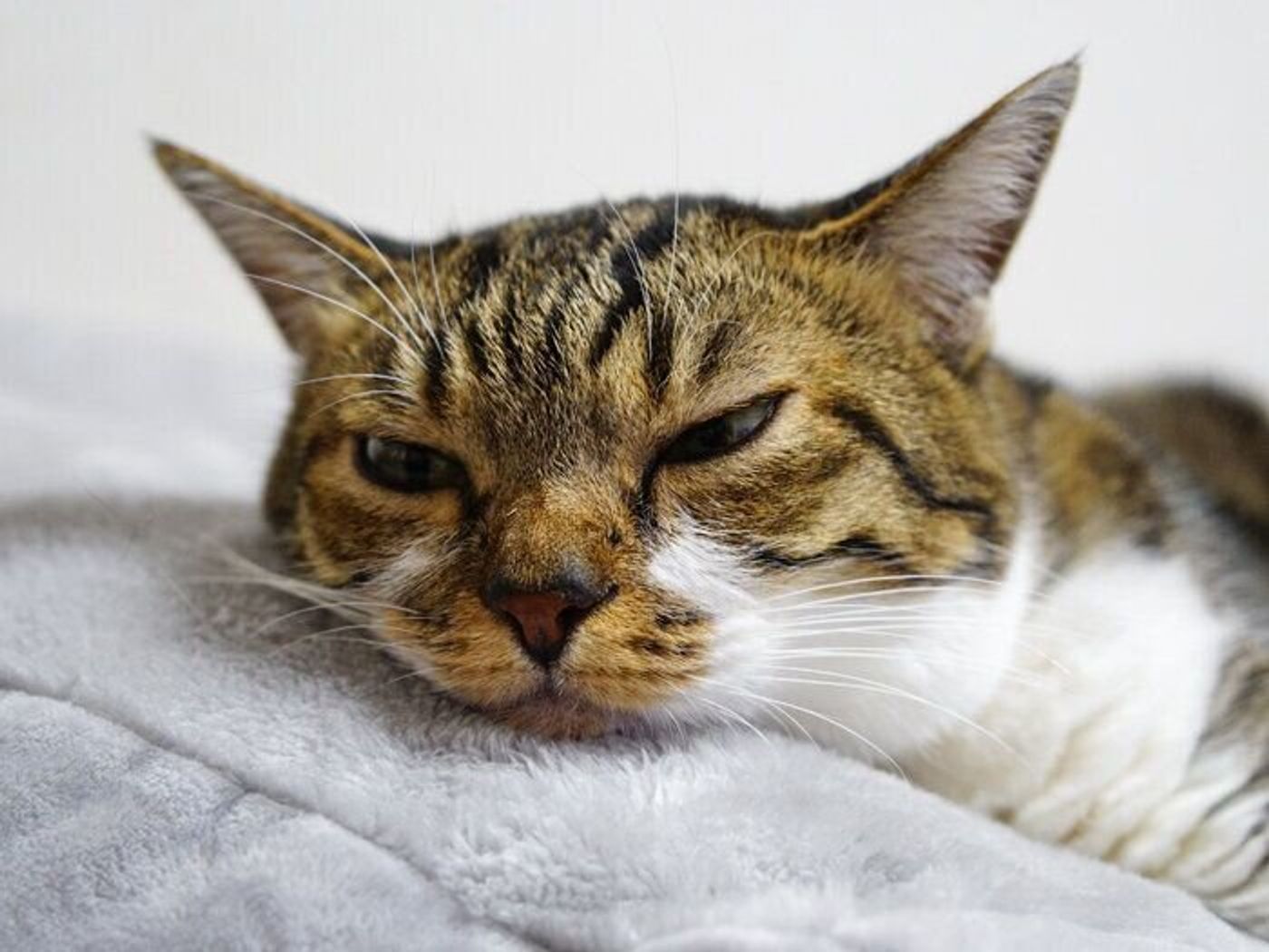 ごめんなさいと仲直り 本日もねこ晴れなり Vol 286 ねこのきもちweb Magazine ごめんなさいと仲直り 本日もねこ晴れなり Vol 286 ねこのきもちweb Magazine