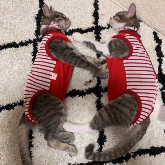 お休み中のサバトラ姉妹