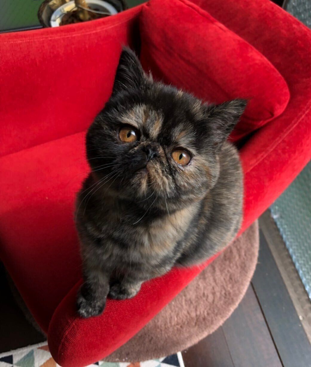 かわいすぎる　お迎えした頃の「自慢の1枚」　