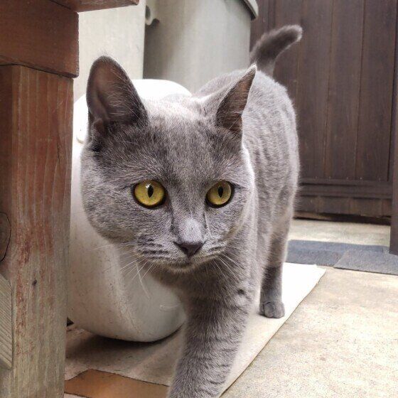 パトロールするシャルトリュー