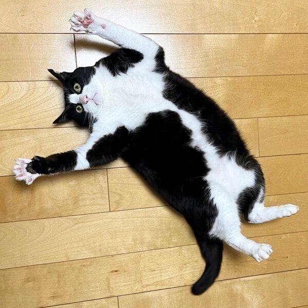 寝転がるキキ様