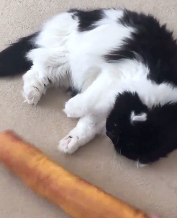 ケリケリが下手な猫