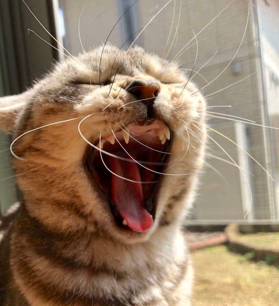 あくびをするアメリカンショートヘア