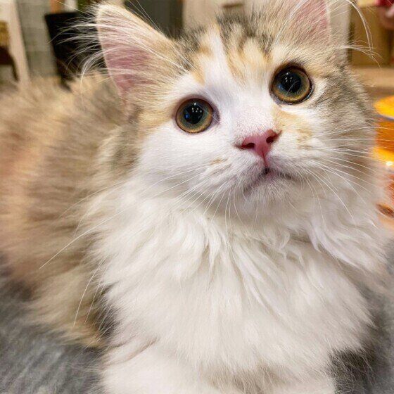 ラガマフィンのプリンちゃん